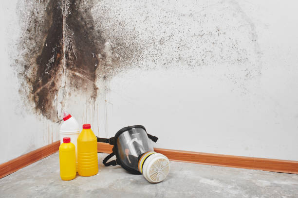  Albion, MI Mold Removal Pros
