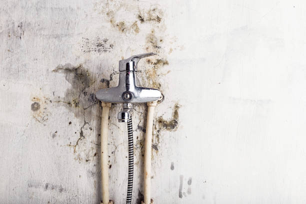 Best Certified Mold Removal  in Albion, MI