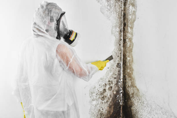 Best Mold Remediation  in Albion, MI