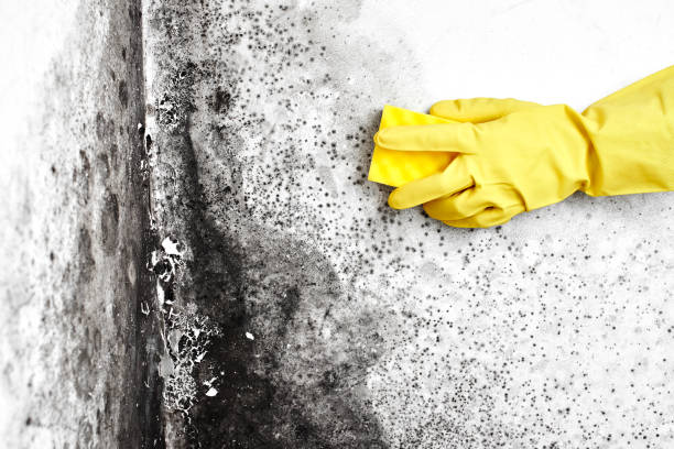 Water Damage Restoration in Albion, MI