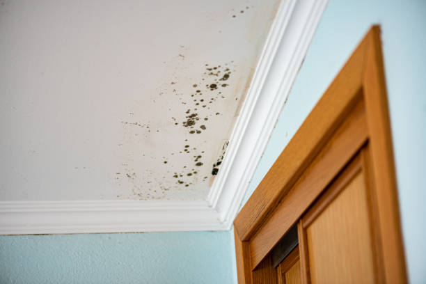 Mold Removal and Inspection in Albion, MI
