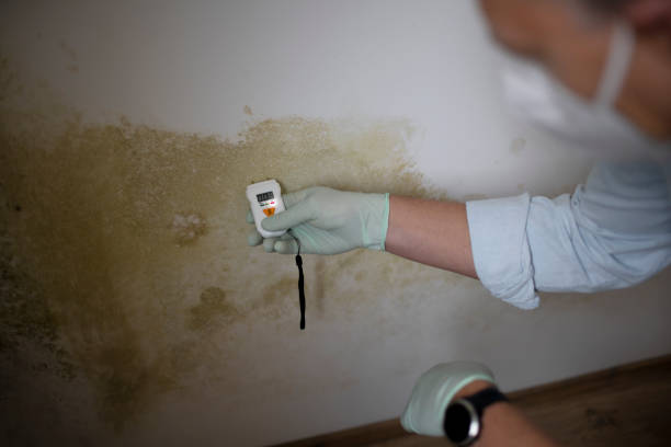 Best Residential Mold Removal  in Albion, MI