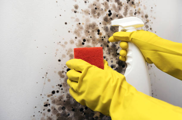 Best Mold Remediation  in Albion, MI