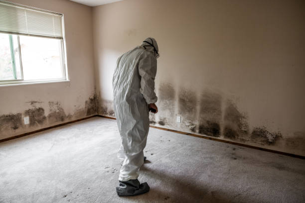 Best Toxic Mold Removal  in Albion, MI