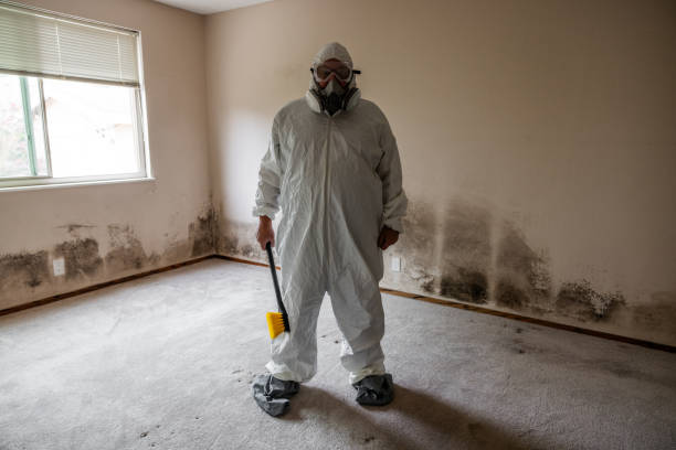 Professional Mold Removal in Albion, MI