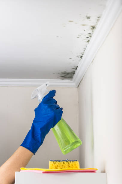 Attic Mold Removal in Albion, MI