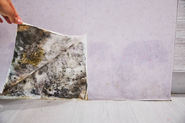 Best Office Mold Removal Services  in Albion, MI